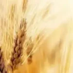 میزان افزایش قیمت گندم مشخص شد/ قیمت جدید گندم تا چه عددی بالا می‌رود؟