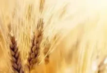 میزان افزایش قیمت گندم مشخص شد/ قیمت جدید گندم تا چه عددی بالا می‌رود؟