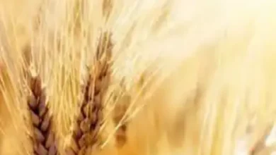 میزان افزایش قیمت گندم مشخص شد/ قیمت جدید گندم تا چه عددی بالا می‌رود؟