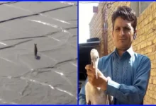 نجات دو گونه حیات وحش در تایباد با همکاری مردم