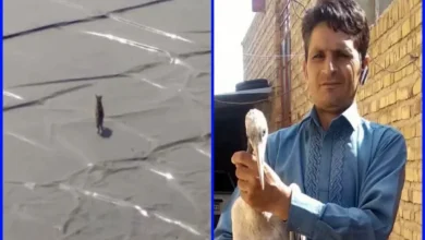 نجات دو گونه حیات وحش در تایباد با همکاری مردم