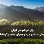 پنل اس ام اس گیلان؛ افزایش مشتری در حوزه چای، برنج و گردشگری