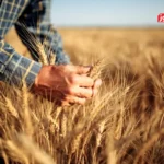 قیمت گندم