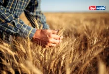 قیمت گندم