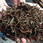 کشف انبارهای غیرمجاز چای ضایعاتی در شرق گیلان؛ محکومیت قضایی پس از تأیید دیوان عالی