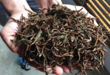 کشف انبارهای غیرمجاز چای ضایعاتی در شرق گیلان؛ محکومیت قضایی پس از تأیید دیوان عالی