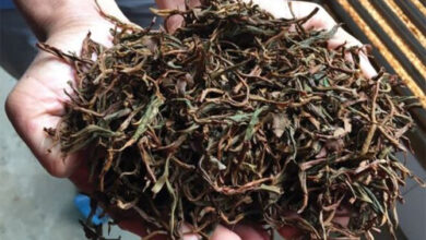 کشف انبارهای غیرمجاز چای ضایعاتی در شرق گیلان؛ محکومیت قضایی پس از تأیید دیوان عالی