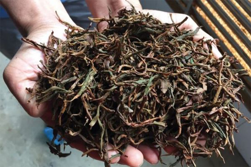 کشف انبارهای غیرمجاز چای ضایعاتی در شرق گیلان؛ محکومیت قضایی پس از تأیید دیوان عالی