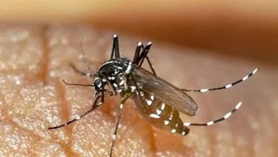 ۶۶ نفر در هرمزگان به تب دنگی مبتلا شدند