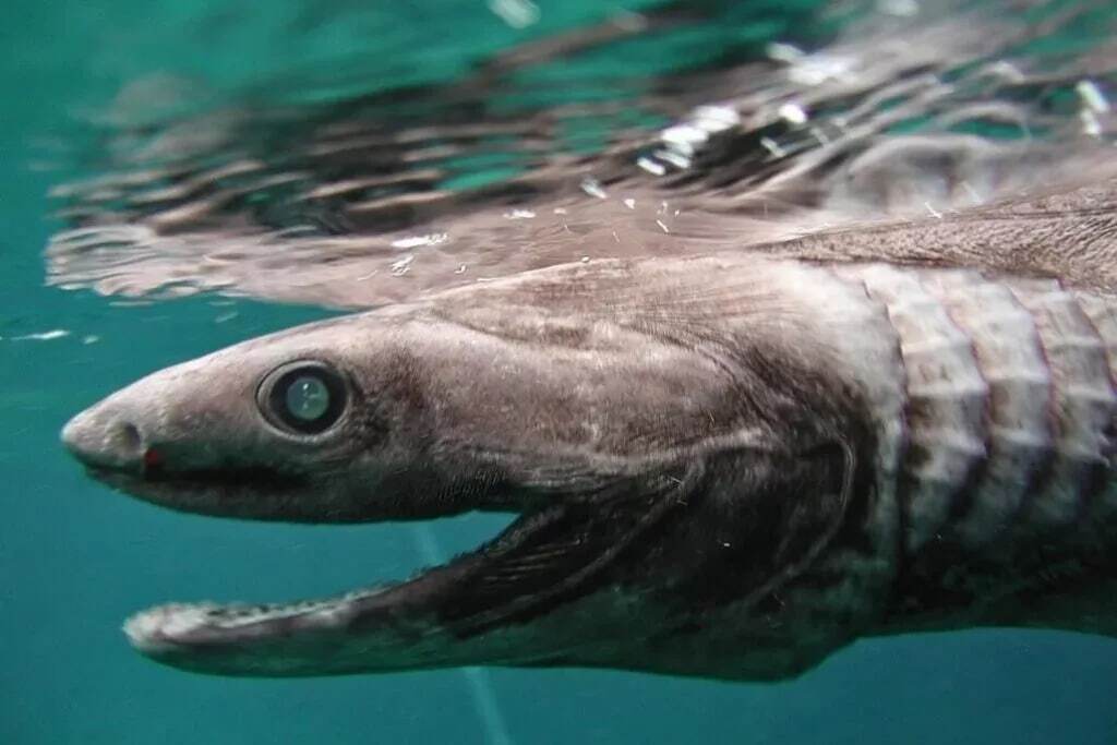 15 موجود عجیب در اعماق اقیانوس که شبیه بیگانگان فضایی هستند 15 موجود عجیب در اعماق اقیانوس که شبیه بیگانگان فضایی هستند