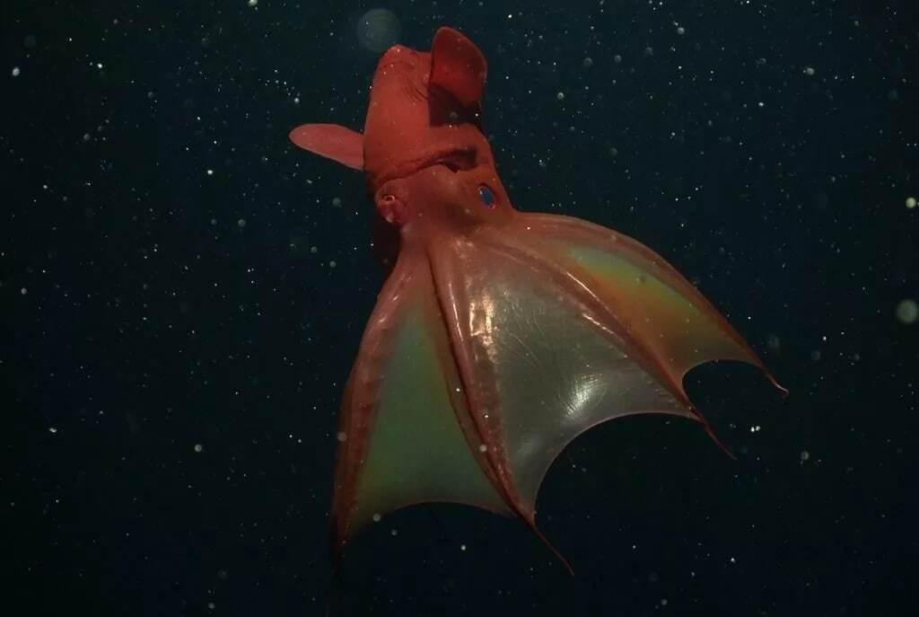 15 موجود عجیب در اعماق اقیانوس که شبیه بیگانگان فضایی هستند 15 موجود عجیب در اعماق اقیانوس که شبیه بیگانگان فضایی هستند