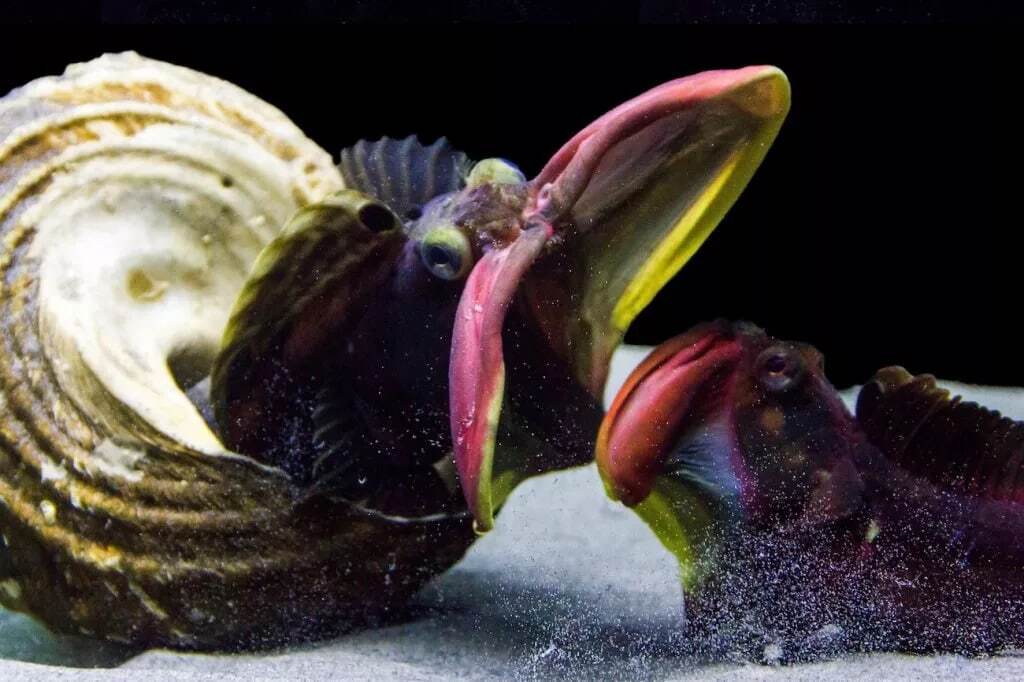 15 موجود عجیب در اعماق اقیانوس که شبیه بیگانگان فضایی هستند 15 موجود عجیب در اعماق اقیانوس که شبیه بیگانگان فضایی هستند