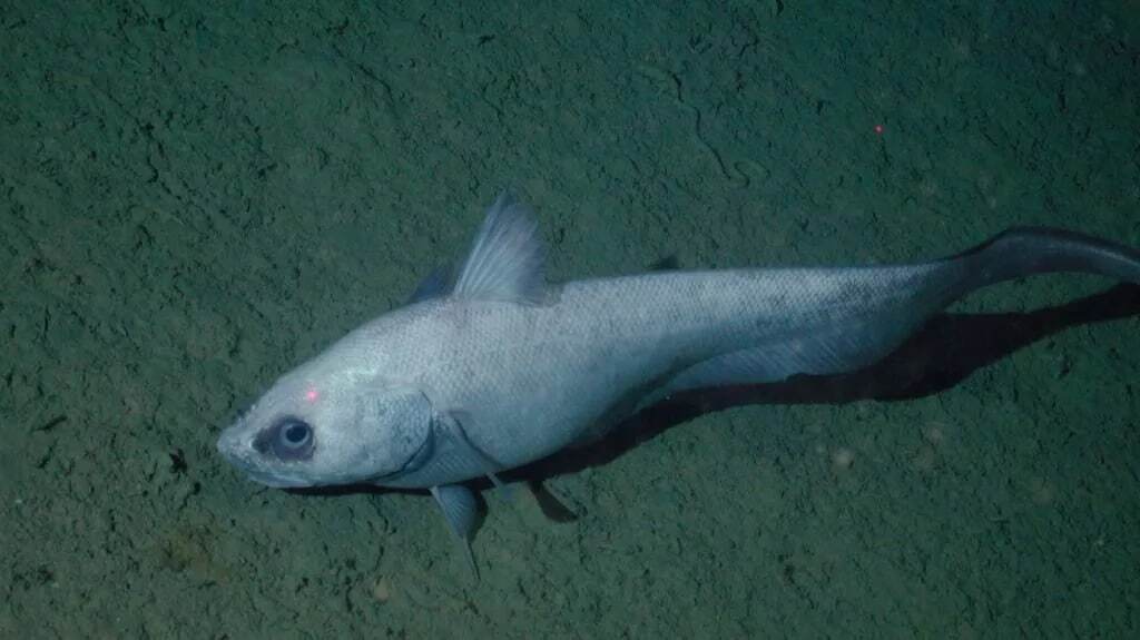 15 موجود عجیب در اعماق اقیانوس که شبیه بیگانگان فضایی هستند 15 موجود عجیب در اعماق اقیانوس که شبیه بیگانگان فضایی هستند