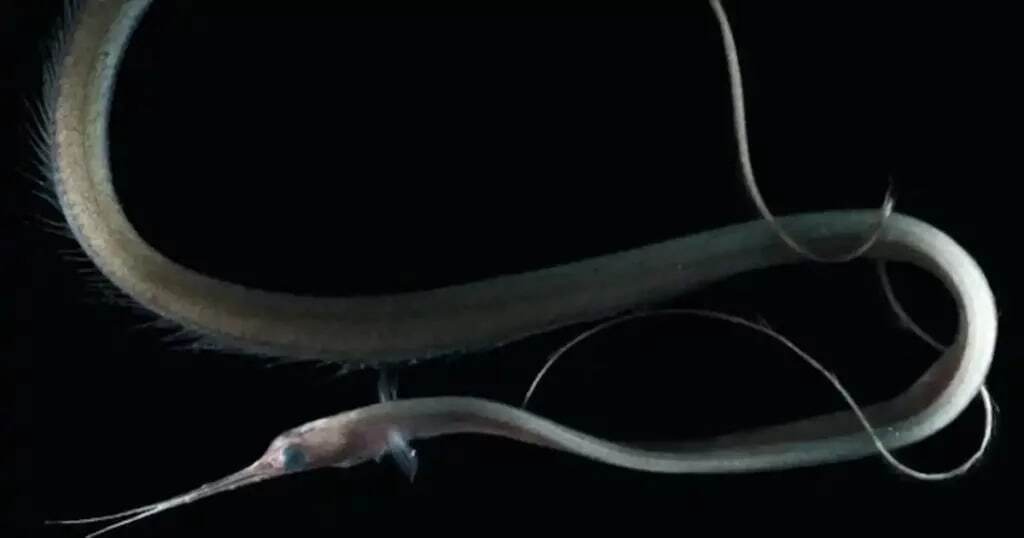 15 موجود عجیب در اعماق اقیانوس که شبیه بیگانگان فضایی هستند 15 موجود عجیب در اعماق اقیانوس که شبیه بیگانگان فضایی هستند