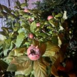 آغاز برداشت کونوس در گیلان