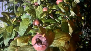 آغاز برداشت کونوس در گیلان