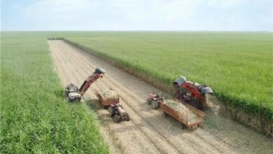 برداشت نیشکر از ابتدای فصل، ۱۰۰ درصد سبز انجام شده است/ امسال ناوگان برداشت نیشکر با ۹ هاروستر جدید تقویت شد