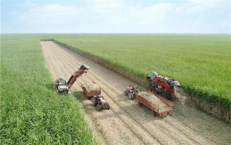 برداشت نیشکر از ابتدای فصل، ۱۰۰ درصد سبز انجام شده است/ امسال ناوگان برداشت نیشکر با ۹ هاروستر جدید تقویت شد