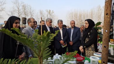 برگزاری دومین جشنواره بادام‌زمینی و برنج در روستای لیچاه لشت‌نشاء+ تصاویر