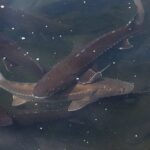 تغییر جنسیت ماهی خاویاری در ژاپن؛ رقابت جهانی برای تصاحب بازار خاویار!