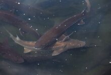 تغییر جنسیت ماهی خاویاری در ژاپن؛ رقابت جهانی برای تصاحب بازار خاویار!