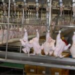 مرغداران همچنان در شرایط بحرانی هستند/ هشدار بابت کاهش تولید