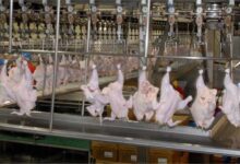 مرغداران همچنان در شرایط بحرانی هستند/ هشدار بابت کاهش تولید