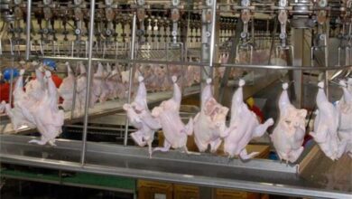 مرغداران همچنان در شرایط بحرانی هستند/ هشدار بابت کاهش تولید