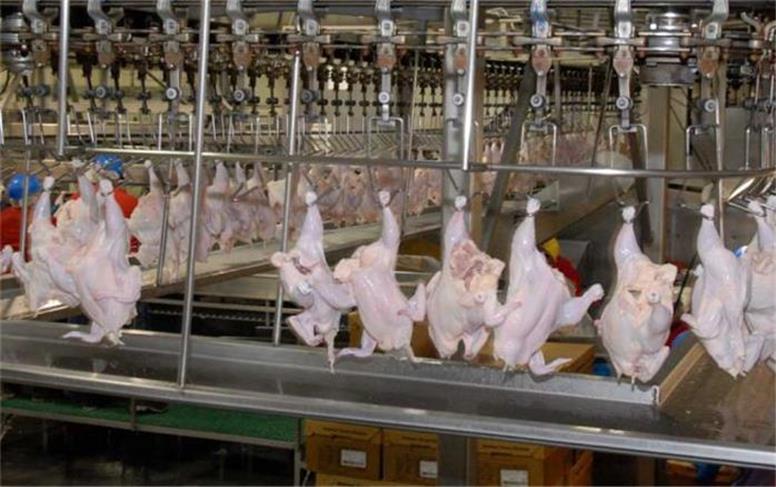 مرغداران همچنان در شرایط بحرانی هستند/ هشدار بابت کاهش تولید