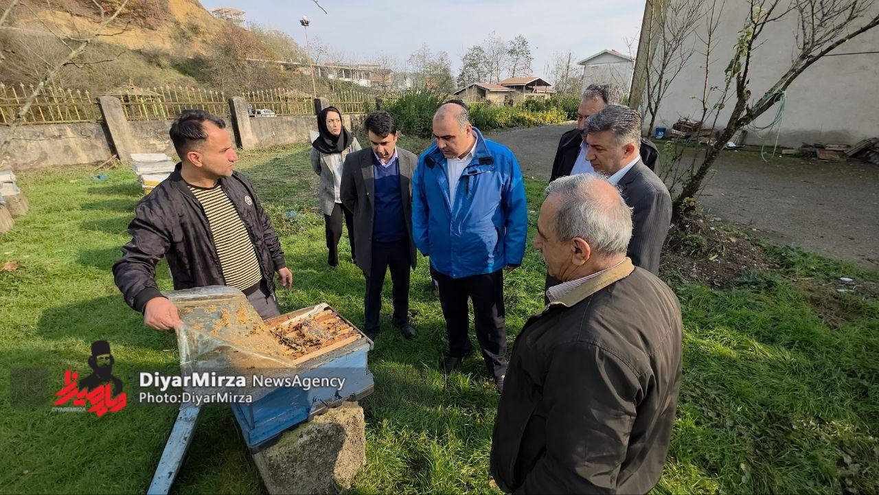 اطاقور؛ قطب اصلاح نژاد ملکه زنبور عسل در شرق گیلان | لنگرود چهارمین تولیدکننده عسل در گیلان است