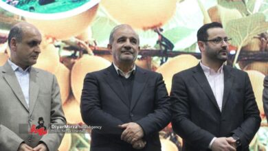 تصاویری از جشنواره شکرانه برداشت کیوی در تالش