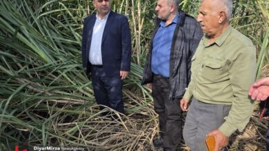 تصاویری از مزارع نیشکر و کارگاه تولید شکر قهوه‌ای؛ لنگرود دارای ۷ هکتار سطح زیرکشت نیشکر است