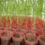 صرفه‌جویی ارزی و افزایش بهره‌وری با تولید ارقام جدید نیشکر