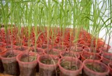 صرفه‌جویی ارزی و افزایش بهره‌وری با تولید ارقام جدید نیشکر