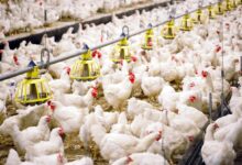 قیمت مصوب مرغ دیگر قابلیت اجرا ندارد | مرغداران عملاً به نهاده دولتی دسترسی ندارند