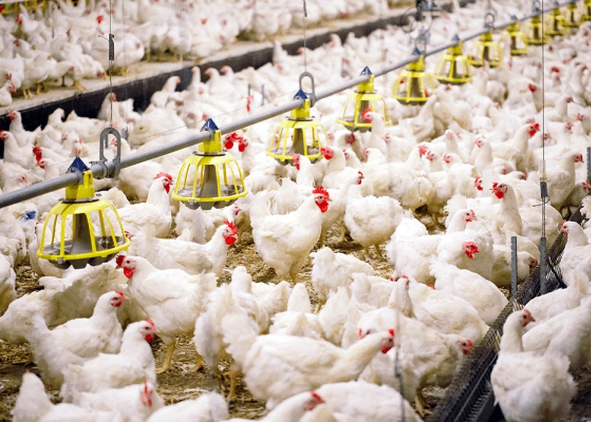 قیمت مصوب مرغ دیگر قابلیت اجرا ندارد | مرغداران عملاً به نهاده دولتی دسترسی ندارند