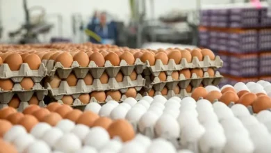 پیش‌بینی قیمت تخم‌مرغ: از هر شانه ۳۶۰۰۰۰ تا ۴۲۰۰۰۰ تومان ناقابل!