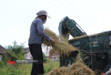 اعطای تسهیلات ۲۰۰ میلیونی به شالیکاران گیلانی با بازپرداخت ۶ تا ۹ ماه !