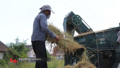 اعطای تسهیلات ۲۰۰ میلیونی به شالیکاران گیلانی با بازپرداخت ۶ تا ۹ ماه !