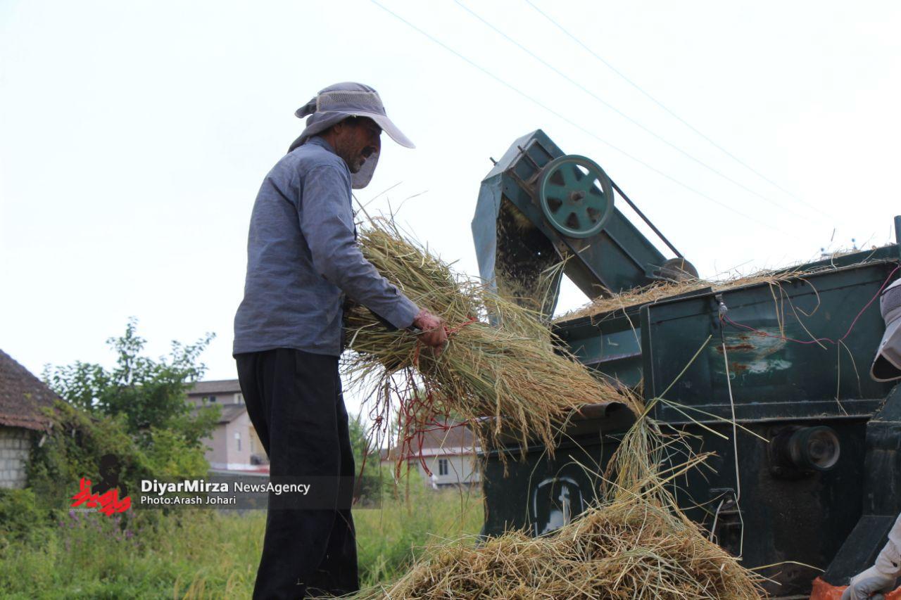 اعطای تسهیلات ۲۰۰ میلیونی به شالیکاران گیلانی با بازپرداخت ۶ تا ۹ ماه !