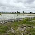 دیوارکشی و فنس‌کشی اراضی زراعی و باغی پس از اخذ مجوز، آزاد شد