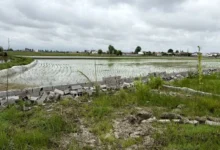 دیوارکشی و فنس‌کشی اراضی زراعی و باغی پس از اخذ مجوز، آزاد شد