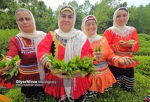 اولین جشنواره چای لنگرود