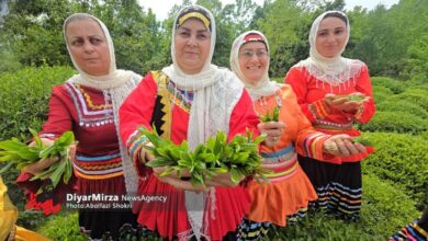 اولین جشنواره چای لنگرود