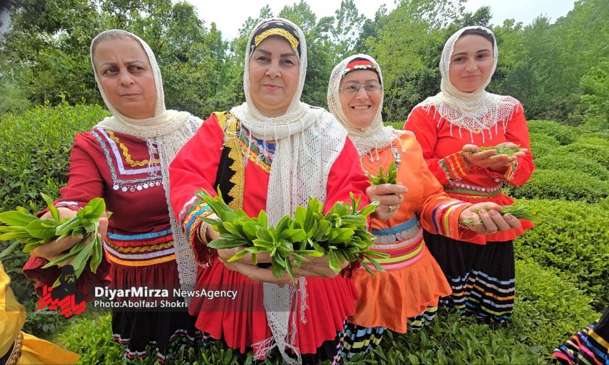 اولین جشنواره چای لنگرود
