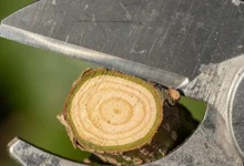 قیچی باغبانی دسته بلند