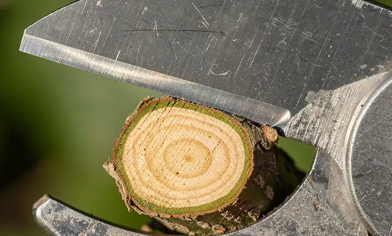 قیچی باغبانی دسته بلند