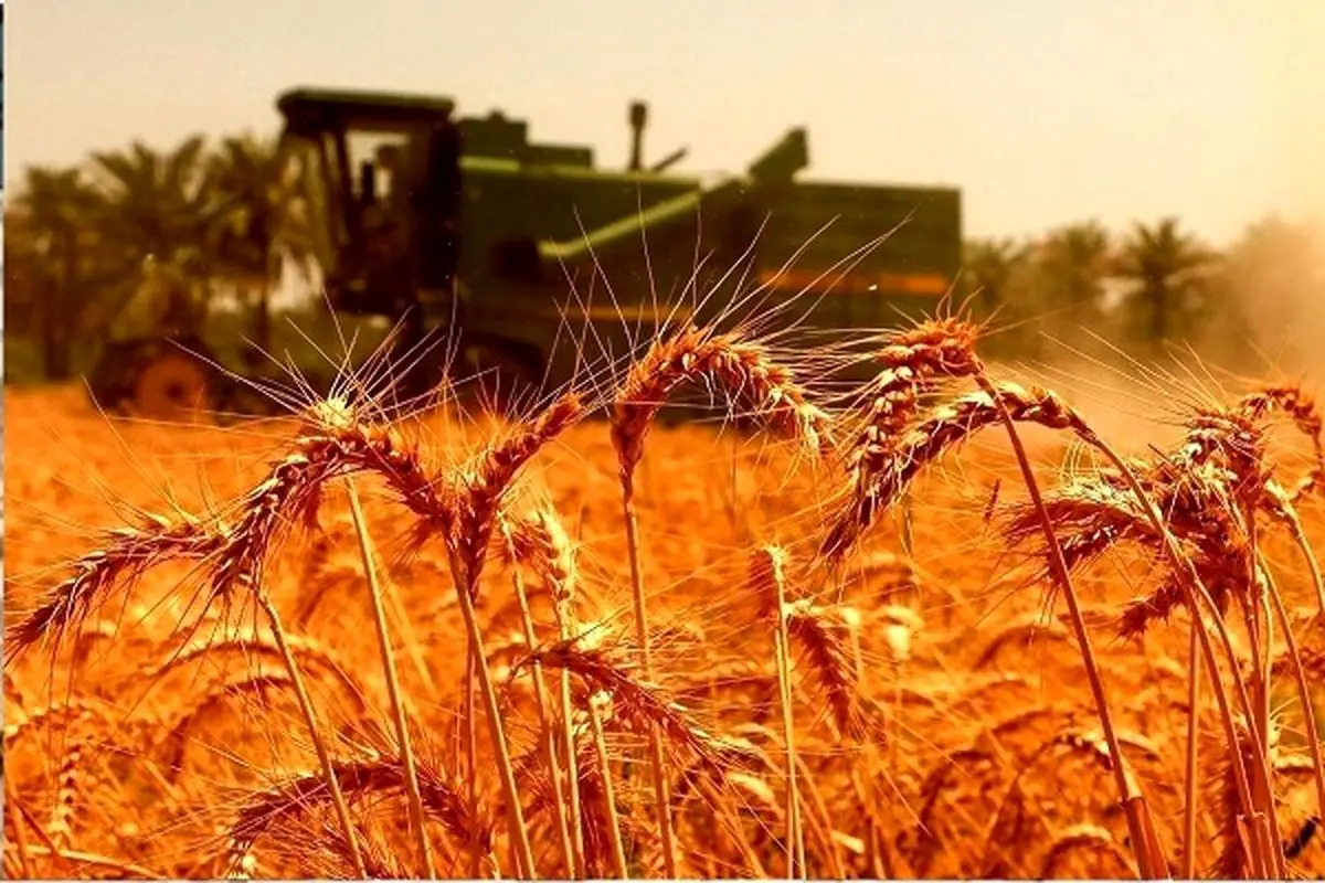 وضعیت ذخایر گندم مناسب است