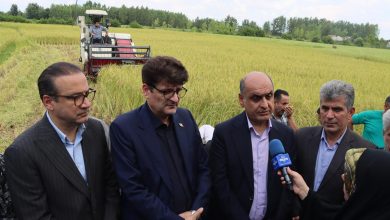 نخستین برداشت مکانیزه برنج در فومن | گیلان قطب کشاورزی، دروازه تجارت و گردشگری