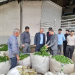 پایان برداشت چای در لنگرود با رشد ۵ درصدی تولید؛ پرداخت ۷۶ درصد مطالبات چای‌کاران